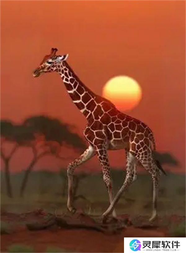 疯狂神射手非洲动物图鉴汇总