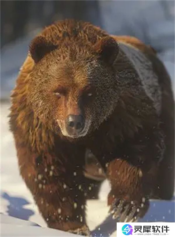 疯狂神射手乔木林动物图鉴汇总