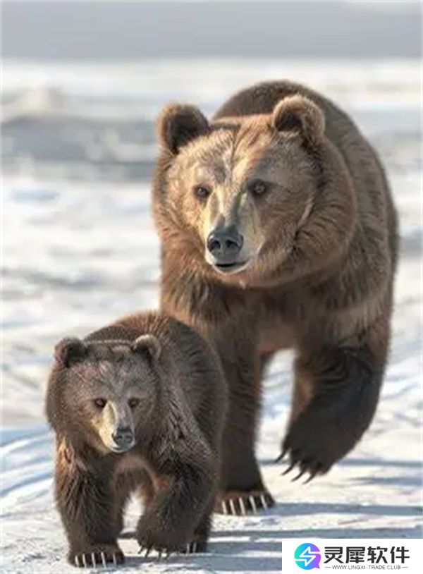 疯狂神射手乔木林动物图鉴汇总